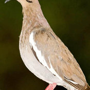 White-winged Dove